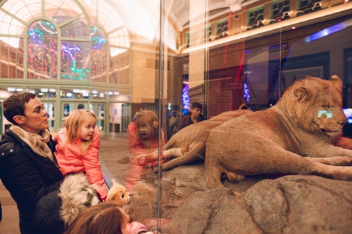 child looking at lions from indoor part of Pepper Family Wildlife Center